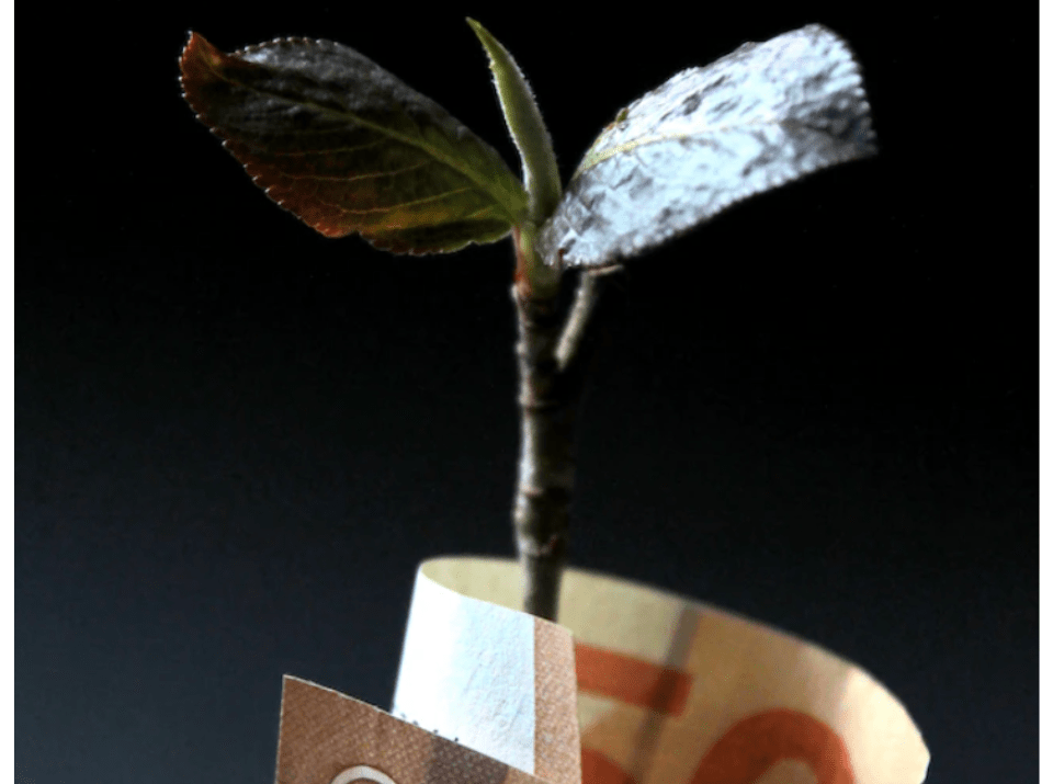 Plant growing out of a $50 bill